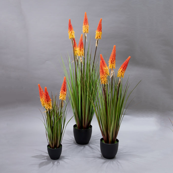 LONGJIN-120CM TORCH LILY GRASS ORG (413252210)