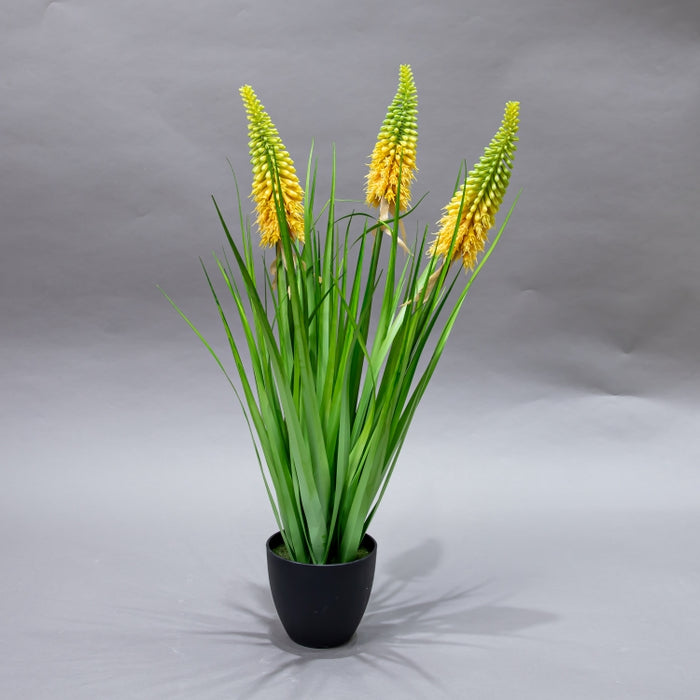 LONGJIN-70CM TORCH LILY GRD GR (413252211)