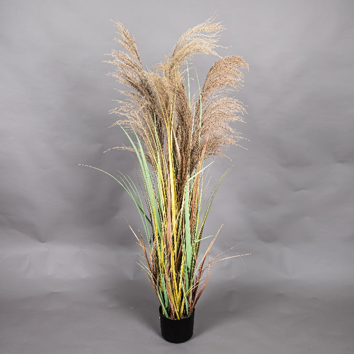 LONGJIN 60INCH DRIED PAMPAS GRASS WITH PLASTIC POT (413252063)