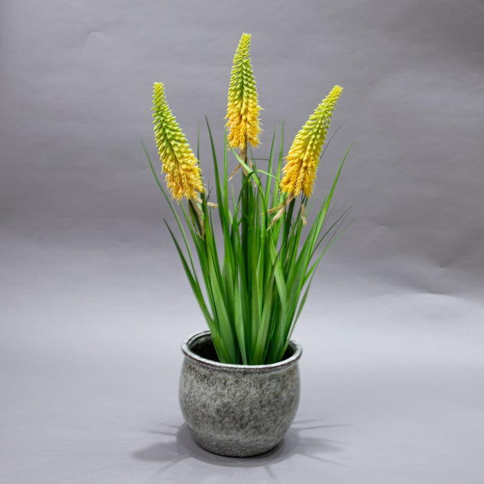 LONGJIN-70CM TORCH LILY GRD GR (413252211)