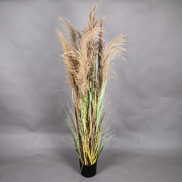 LONGJIN 72INCH DRIED PAMPAS GRASS WITH PLASTIC POT (413252064)